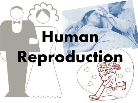 Image result for Reproduction for Human
