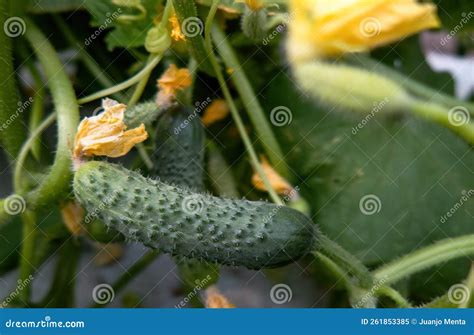 Planta De Pepino Que Crece En Invernadero. Picar Imagen de archivo ...