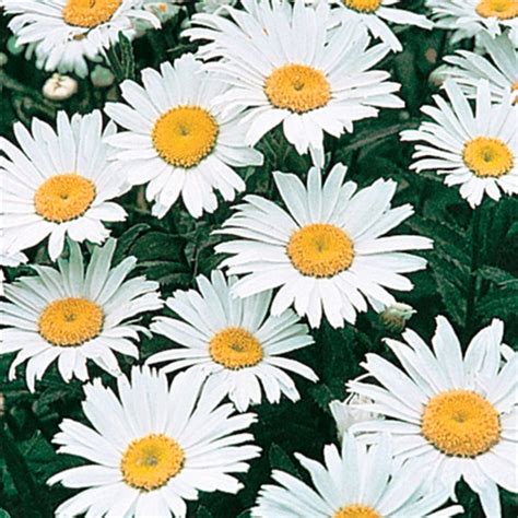 Breck's White Snow Lady Shasta Daisy Plant in 2.5-Quart Pot in the ...