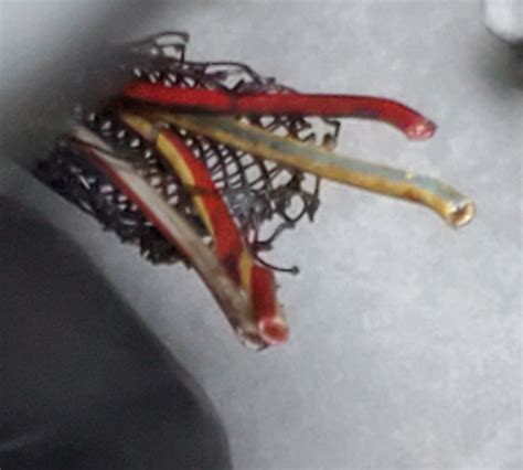 Image result for Ford O2 Sensor Wiring Diagram