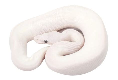 Image result for Rarest Color Ball Python