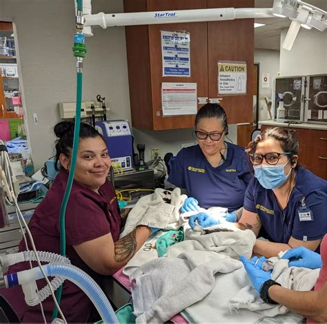 Veterinarian in Albuquerque, NM | Petroglyph Animal Hospital