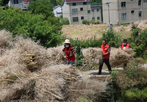 商城县：秸秆回收利用实现“种养双赢”-大河网