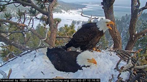 Big Bear Valley eagles: Webcam stars through highs, lows, heartbreak