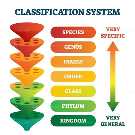 Image result for Scientific Classification System