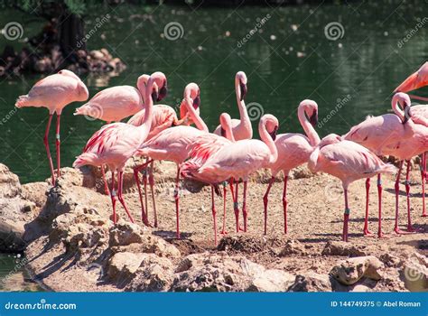 A flamboyance of flamingos stock image. Image of flamboyance - 144749375