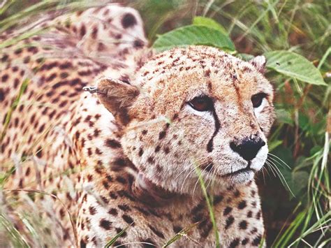 Cheetah Sasha Did Not Show Clinical Signs Of Any Disease While In ...