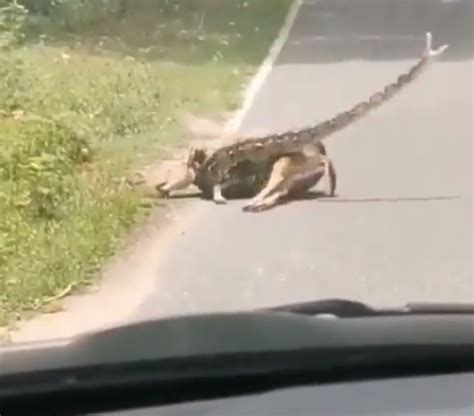 Viral Video: Python Strangles A Deer, Human Saves It