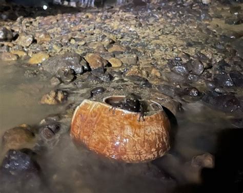 Cave in Mexico Unveils Ritual Artifacts From Unknown Civilization