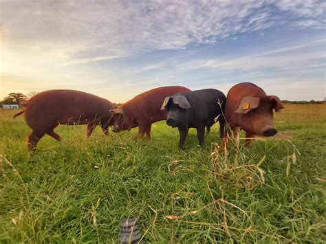 Red Wattle Pigs on Pasture – Amber Oaks Ranch