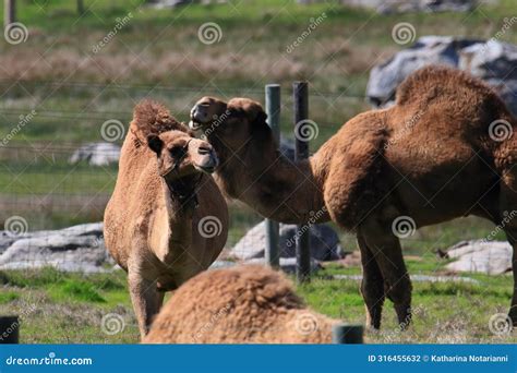 California Farm Scenery - Arabian Camel - Dromedary - One-hump Stock ...