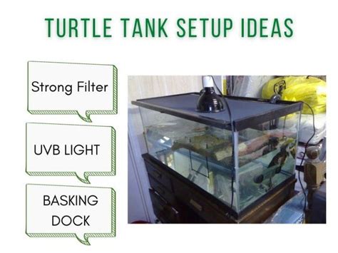Setting Up a Turtle Tank 的图像结果