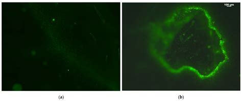 Changes in Light Energy Utilization in Photosystem II and Reactive ...