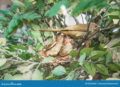 Newborn Bird, Nestling in the Nest and Feather Wings Growth Story of New Born of Bulbul Bird ...
