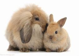 Image result for Bunny Cute and Fluffy