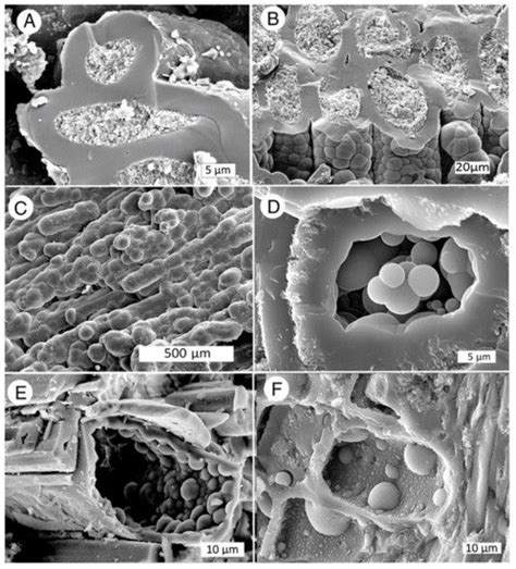 Silicification of Wood: An Overview