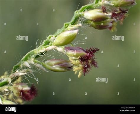 Image result for Alien Phallomorph Art