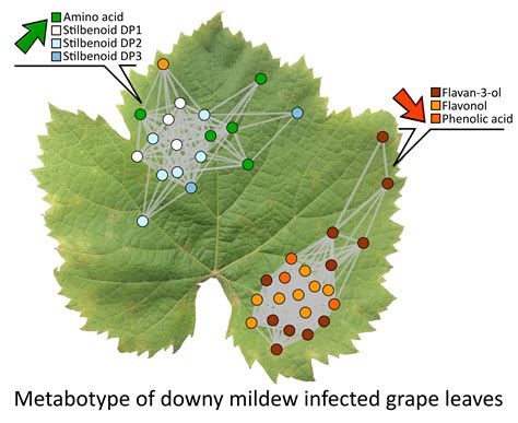 Semi-Targeted Metabolomics to Validate Biomarkers of Grape Downy Mildew ...