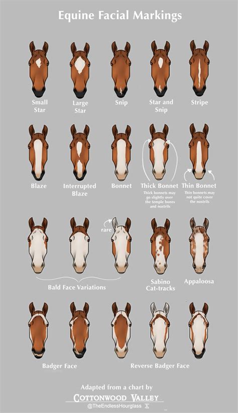 Horse White Facial Markings | Horse markings, Horse coat colors, Pretty ...