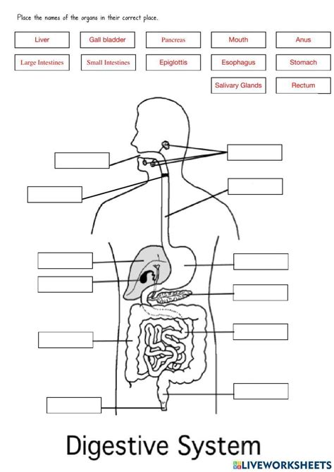 Image result for Digestive System Template