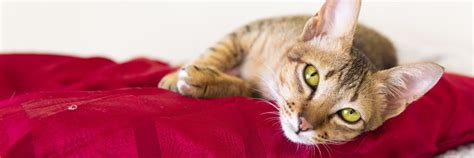 Cats on a Lead - FOUR PAWS International - Animal Welfare Organisation