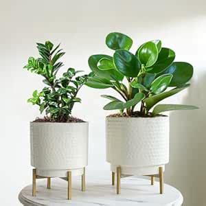 BEHOMA Hammered Metal Indoor Planter for Table Top and Floor | Living ...