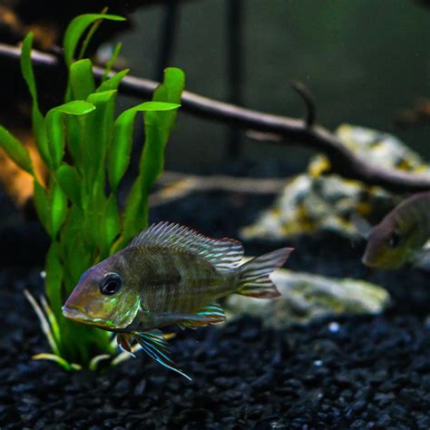 Live Fish Geophagus Red Head Tapajos (5-6 inches) | Single ...