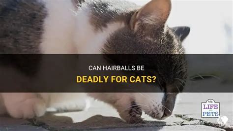 Image result for Cat Stack Sticker