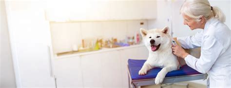 Homepage | Barclay Hills Animal Clinic