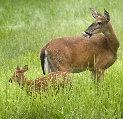 Doe tags are available for Pennsylvanians this week | News, Sports ...