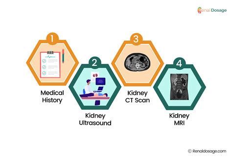 RenalDosage - What is Kidney cyst? Size, Symptoms, Cause, and Treatments