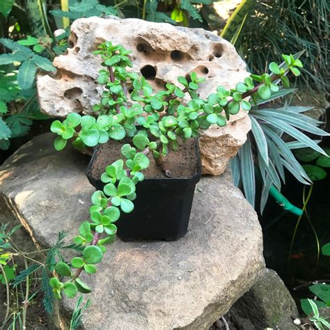 Dwarf Jade Portulacaria Afra Succulent Plant