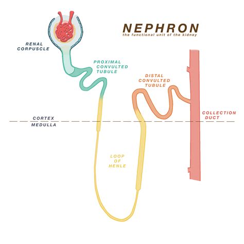 Physiology | Loop of henle, Physiology, Anatomy and physiology