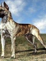 大型的狗图片及名称 - 大型的狗 - 狗的品种