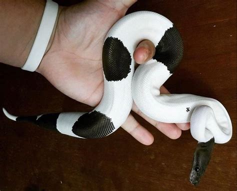 Image result for Pied Zebra Python