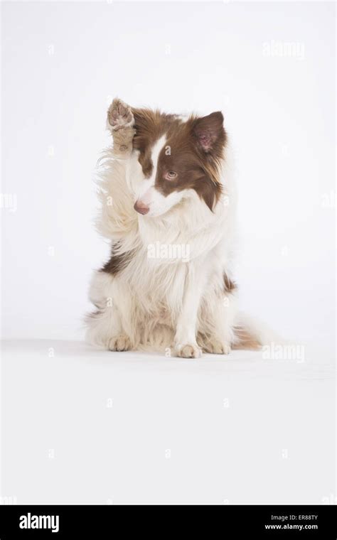 Border Collie Trick Training 的图像结果