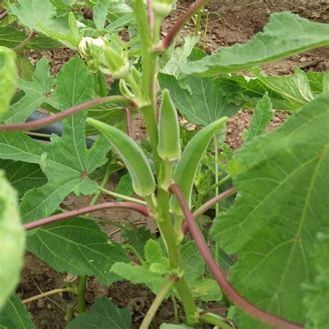 Okra Indam-4424 – hybrid bhendi, summer harvest – myBageecha