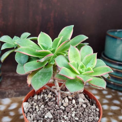 Aeonium haworthii - Giromagi Cactus and Succulents