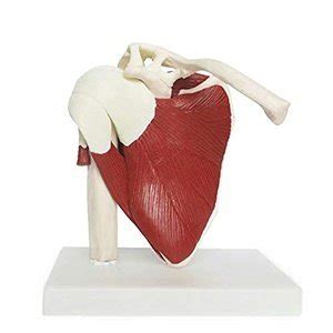 Image result for Shoulder Joint Model