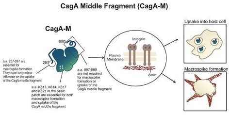 The Middle Fragment of Helicobacter pylori CagA Induces Actin ...