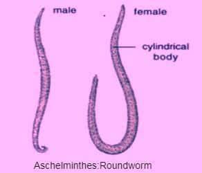 NCERT Class 11 Biology Chapter 4 Notes Animal Kingdom- Download PDF Notes