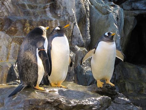 Saint Louis Zoo 2010 - Gentoo Penguins in Penguin and Puffin Coast ...