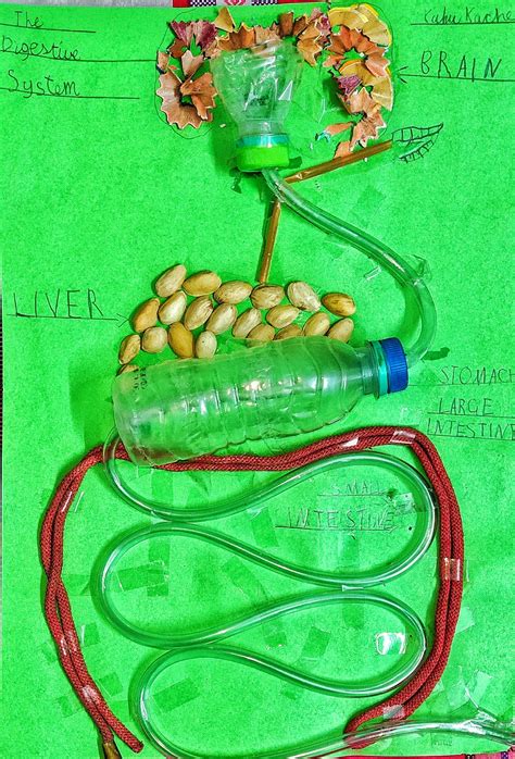 Image result for Digestive Model Tutorial