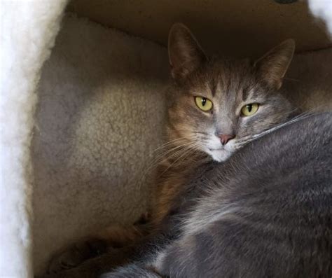 N.J. pets in need: May 25, 2020 - nj.com