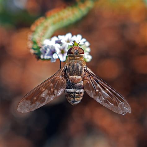 Exoprosopa divisa from Featherly Regional Park, CA, USA on August 8 ...