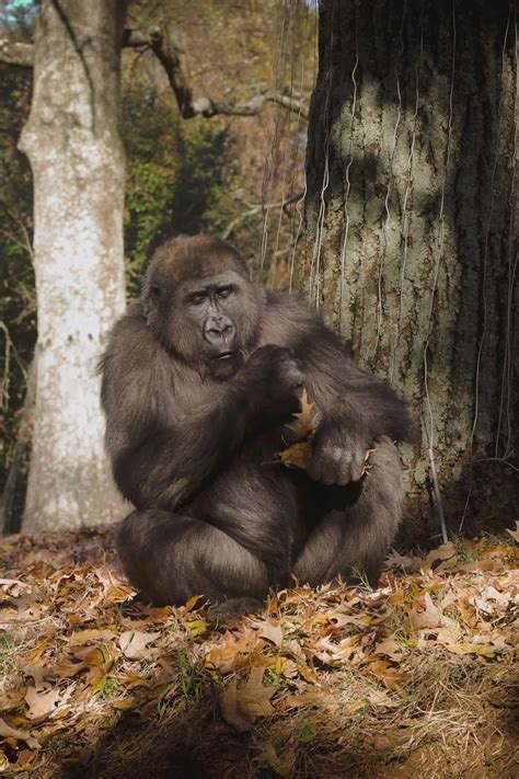 Bwc+Black+Girl Videos, Download The BEST Free 4k Stock Video Footage & Bwc+Black+Girl HD Video Clips