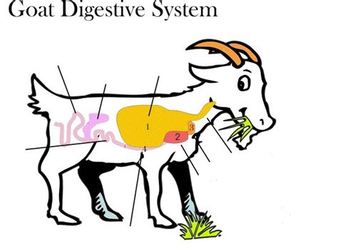 Image result for Goat Digestive System