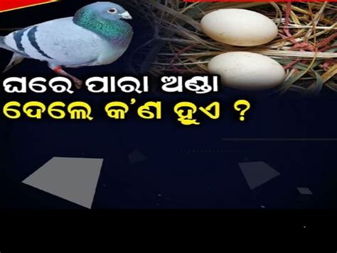 Vastu Tips: ଘରେ ପାରା ଅଣ୍ଡା ଦେବା ଓ ବସା କରିବା ଶୁଭ ନା ଅଶୁଭ? କଣ ମିଳେ ସଙ୍କେତ ...