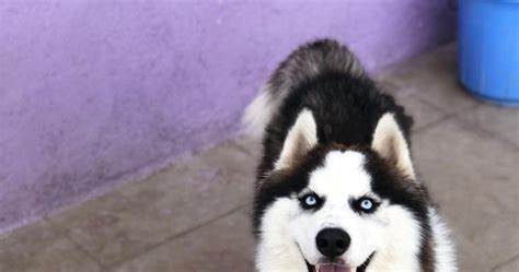 Dog Images Cute HD - Mylilpaw