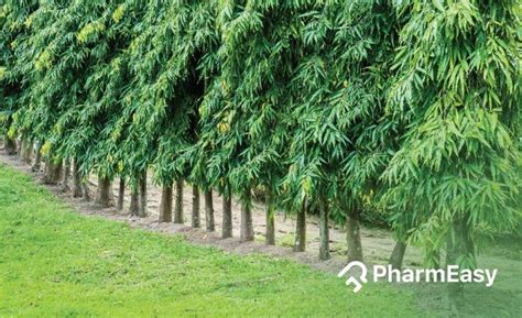 Ashoka Tree: Uses, Benefits, Side effects and More By Dr. Rajeev Singh ...